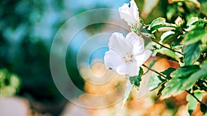 White hibiscus flower in an outdoor garden with a blurred background of green leaves for banner, postcard