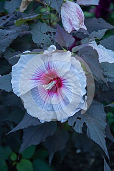 White hibiscus flower with red center high resolution image