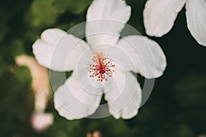 White hibiscus flower with selective focus. Macro view of stamen, pistil and pollen from white hibiscus. Hibiscus rosa-sinensis.