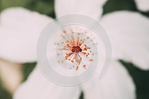 White hibiscus flower with selective focus. Macro view of stamen, pistil and pollen from white hibiscus. Hibiscus rosa-sinensis.