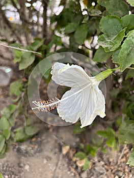 White hibiscus flower or shoeblackplant brackenridgei in Egypt