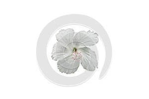 White hibiscus flowers with clipping path