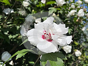 White Hibiscus in the garden