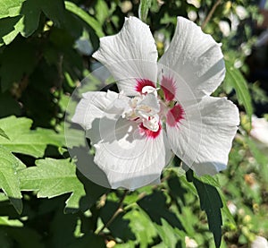 White Hibiscus in the garden