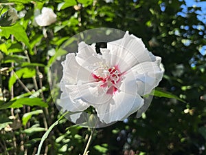 White Hibiscus in the garden