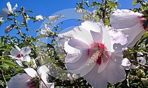 White Hibiscus in Garden