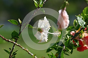 White hibiscus or gumamela flower in a garden