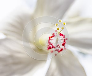White Hibiscus Macro 1