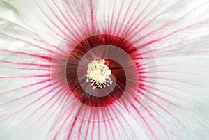 White Hibiscus Macro