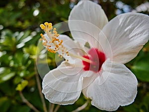 White hibiscus macro