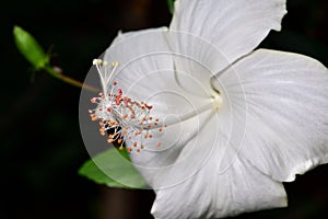 White hibiscus petals are delicate.