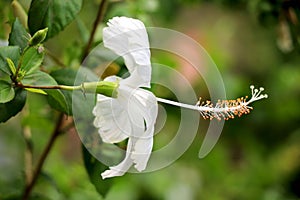 White Hibiscus rosa-sinensis