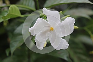 White Hibiscus rosa-sinensis