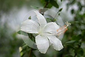 White Hibiscus rosa-sinensis