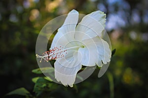 White Hibiscus rosa-sinensis Flower blur background