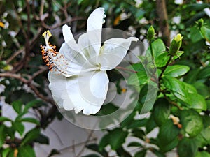 A white Hibiscus rosasinensis flower at garden photo