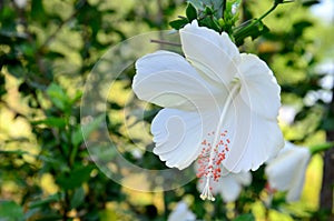 White Hibiscus rosasinensis
