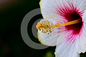 White Hibiscus with Selective Focus on its Stigma