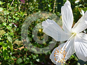 White Hibiscus- Shoeflower