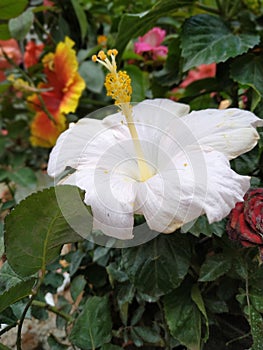 White hibiscus single flower head in a garden