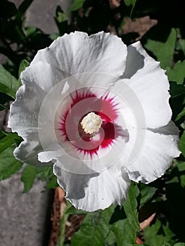 White Hibiscus Syriacus flower