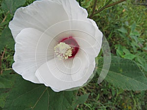 White hibiscus wildflower with a red center