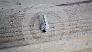 White Hickory Tussock Caterpillar