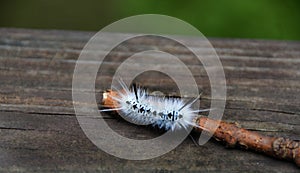 White Hickory Tussock Moth Caterpillar in NewYorkState