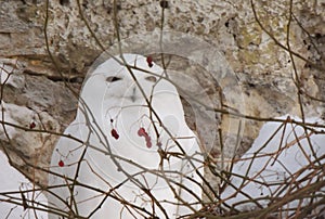 A white hidding owl in the bushes with berries