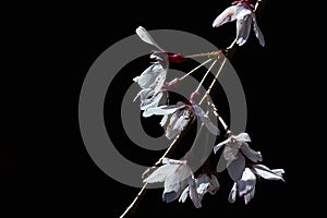 White Higan cherry tree Prunus subhirtella flowers blooming during the spring on dark background
