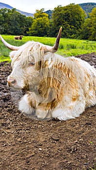 White Highland cow aka Scottish coo