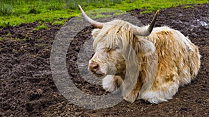 White Highland cow aka Scottish coo