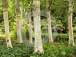 White Himalayan birch tree trunks in sunlight