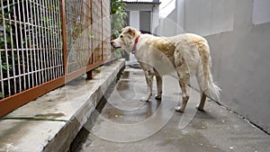 White Himalayan Shepherd Dog in Cozy Indian Home. Authentic Stock Footage capturing the charm of pet life in an Indian household