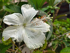 White Hisbiscus rosa sinensis flower