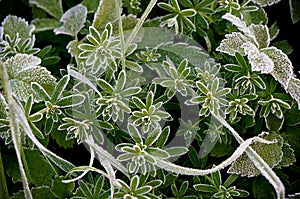 White hoar frost on green leaves