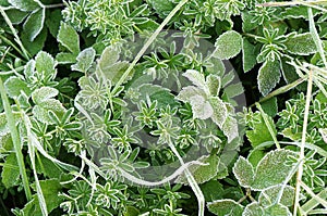 Hoar Frost on Green Leaves in Autumn