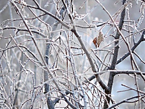 White hoarfrost on the branches of tree in frozen january