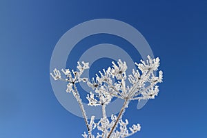 White hoarfrost flowers against the blue sky