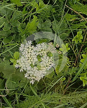 White hogweed flowers and green leafs