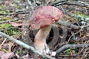 The white hogweed mushroom grows in the forest under the moss. Mushroom with a white leg brown cap. Edible mushrooms