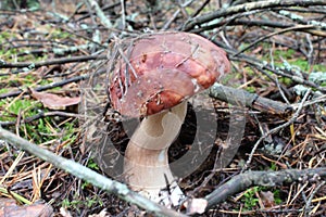 The white hogweed mushroom grows in the forest under the moss. Mushroom with a white leg brown cap. Edible mushrooms