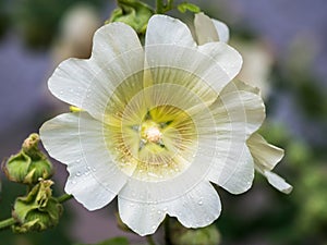 White hollyhock blooming with blurred background.