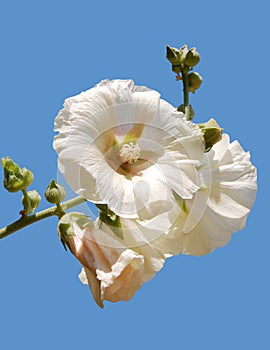 White hollyhock isolated on blue