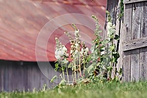 White Hollyhocks