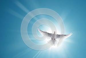 White Holy Dove Flying in Blue Sky