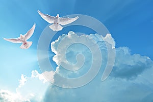 White Holy Doves flying in cloudy sky