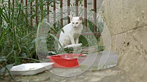 White homeless cat eating outside from a plastic container