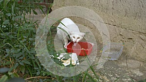 White homeless cat eating outside from a plastic container