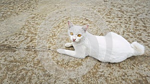 A white homeless cat lie down on concrete floor.